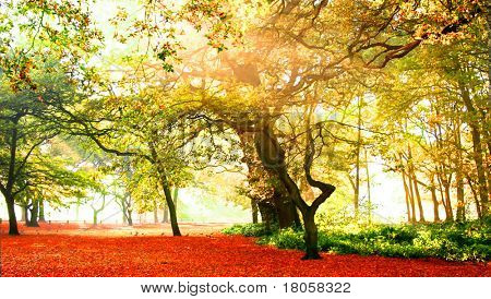 ดูนิยายฤดูใบไม้ร่วงป่าอาบแดดรุ่งโรจน์เน้นทอง สีส้ม สีเหลือง และ