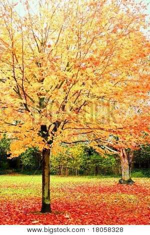 Mooie lichte bladeren in de herfst veranderen.
