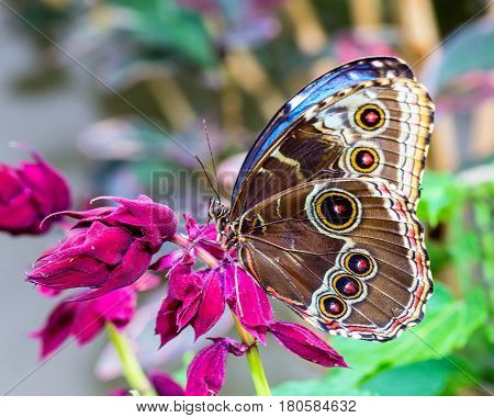 Blue Morpho Butterfly resting. Here you can see the outer wing pattern of round rings or eyes that sometimes confuses it with the owl butterfly.