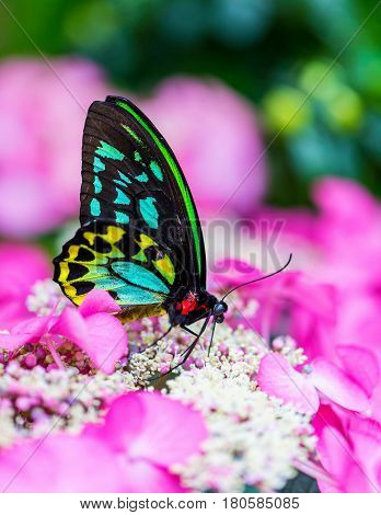 Cairns birdwing butterfly also called the Cooktown and north birdwing butterfly sitting and feeding on some pink colored flowers.