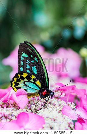 Cairns birdwing butterfly also called the Cooktown and north birdwing butterfly sitting and feeding on some pink colored flowers.