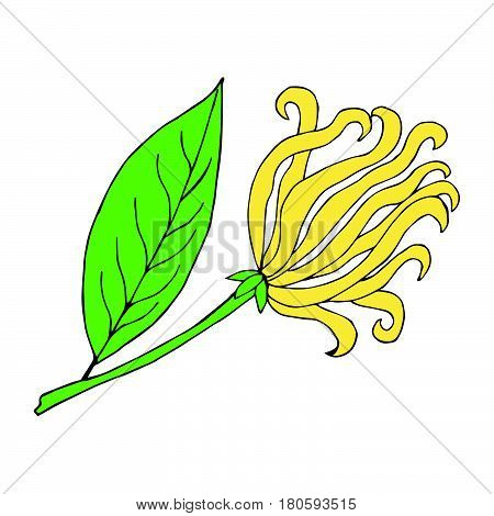 Hand drawn ink illustration of cananga tree - ylang-ylang. Tropical plant ylang flower sketch. Perfumery and cosmetics materials. Good for aromatherapy. isolated on white background.