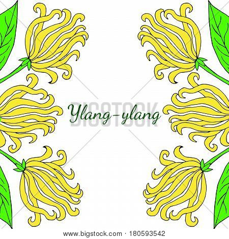 Color frame border template with ylang-ylang sketch. Aromatherapy series square bannerbackground. Great for traditional medicine perfume design cooking or gardening.