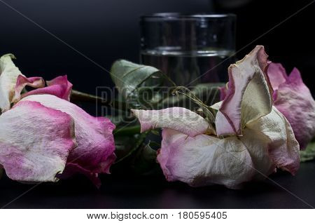 Three withered roses around the glass on black background