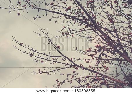 Tree Branches with Flowers at Tip