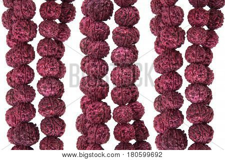 Seeds of the sacred Rudraksha tree. Close-up