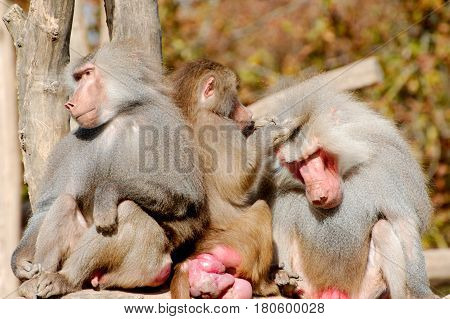 Three hamadryas baboons sitting in the open