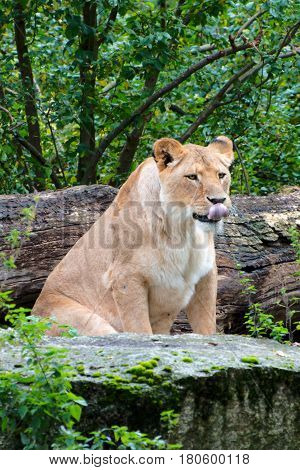 CLose up of a female lion in autumn