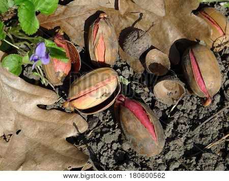 Closeup of the oak acorn sprout in the in natural forest habitat