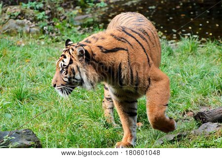 Close up of a Tiger in a park