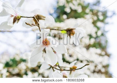 Blooming white magnolia in the spring park