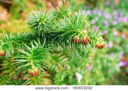 The prickly evergreen plant and flowers. Natural background