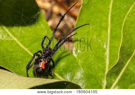A Black Widow Spider hunting in her web