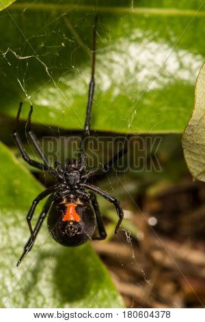 A Black Widow Spider sitting outside her retreat hunting at night.