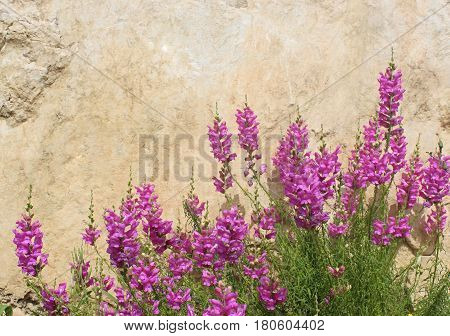 mediterranean scene: pink wild flowers in front of a bright wall