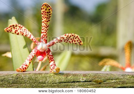 Singolo maculato rosso e giallo Solimar orchidea appoggiata su un telaio di legno
