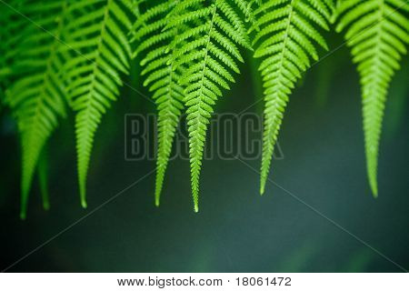 Lines of green fern nodding in the rain.