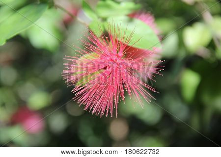Mimosa pink flower growing on the tropical island