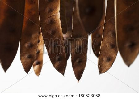 Brown acacia seedpods hanging against a white background