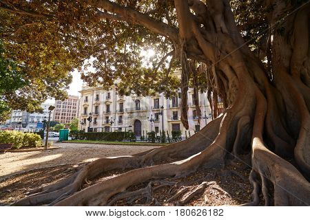 Valencia La Glorieta park big ficus tree in Spain