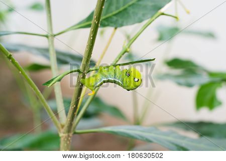 Caterpillar Green Eating