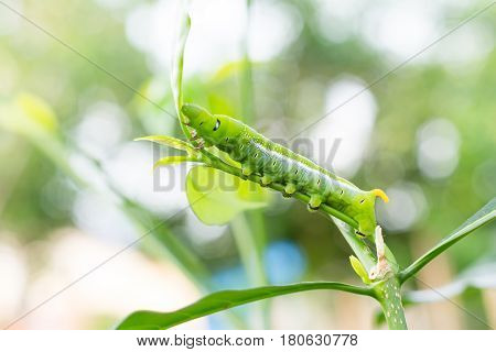 Caterpillar Green Eating