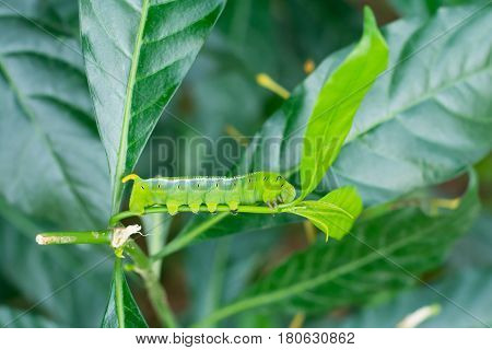 Caterpillar Green Eating