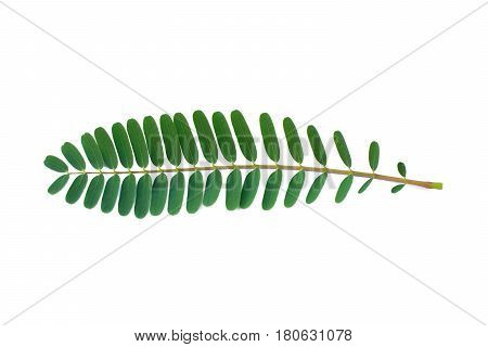 Agasta leaves on White Background, Agasta leaves isolated