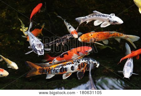 Colored carp koi swim in a pond (Lat.- Cyiprinus caprio coi)