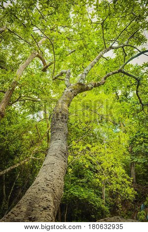 The high tree with green color at waterfall.