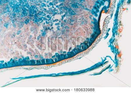 Weevil rye cell- biological prepared microscope slides