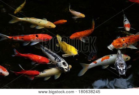 Multicolored carp koi swim in a pond (Lat.- Cyiprinus caprio coi)