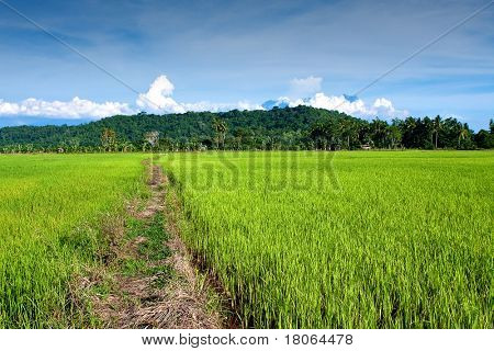 Campo dourado de paddy jovens contra o intervalo montanhoso do Monte Kinabalu, Sabah Malásia.