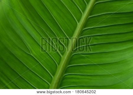 Detail leaf of under view on green leaf background.