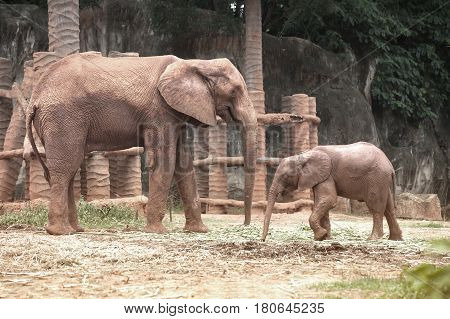 African mother and son elephant in Thailand zoo.Elephants are large mammals of the family Elephantidae and the order Proboscidea.