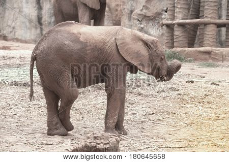 African young elephant in Thailand zoo.Elephants are large mammals of the family Elephantidae and the order Proboscidea.