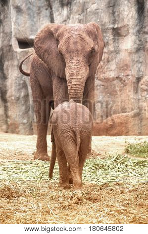 African mother and son elephant in Thailand zoo.Elephants are large mammals of the family Elephantidae and the order Proboscidea.
