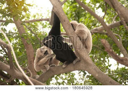 A white-handed gibbon (Hylobates lar) family sitting relax on tree.