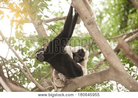 A white-handed gibbon (Hylobates lar) family sitting relax on tree.
