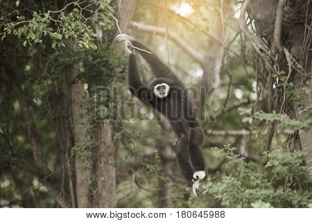 A white-handed gibbon (Hylobates lar) hanging on tree.