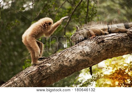 A white-handed gibbon (Hylobates lar) playing with gray iguana  on tree.