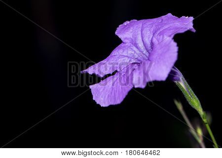 purple flowers Ruellia squarrosa Black background. full flower