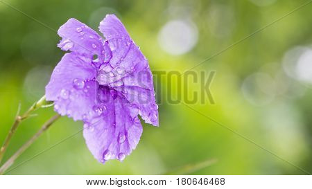 purple flowers Ruellia squarrosa Blurred Background. full flower