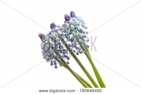 Bluebells flower (Grape Hyacinth Muscari armeniacum) on a white background