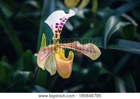 background nature flower Orchid paph villosum. Background blur green