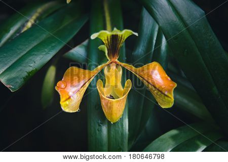 background nature flower Orchid paph villosum. Background blur green