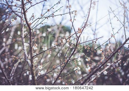 background White flower Prunus persica. Blue background
