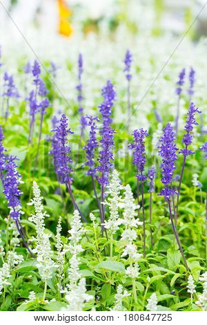 Green violet Lavender flower Field in the summer.