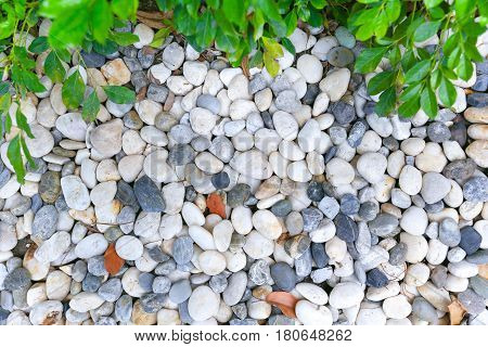 Green Plant With Rock. Round Stone Background, White Clean Round Pebble Stone Texture.