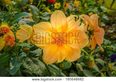 Blooming Dahlia in garden of public park